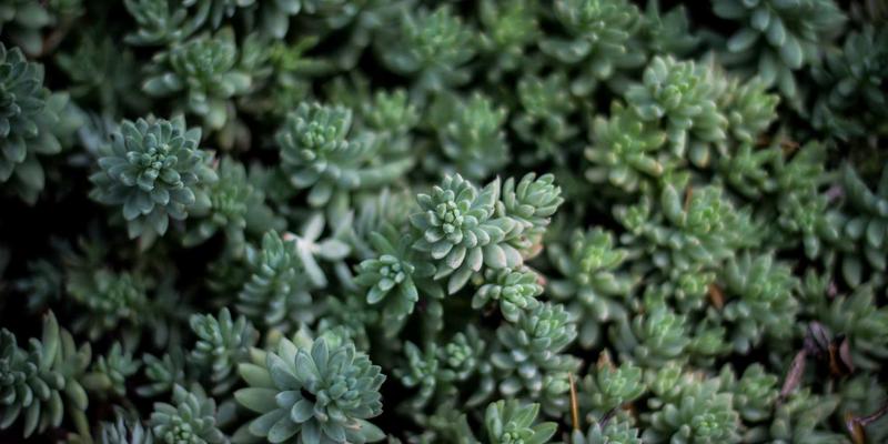 标准必要专利（SEP）许可谈判中的FRAND原则实践与争议 | 长宇AFIP法律咨询解析