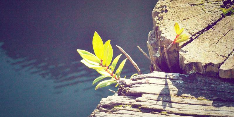 知识产权95：构建创新护城河的三大支柱——版权保护、法律咨询与专利申请