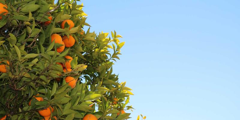 集成电路布图设计专有权：侵权判定核心要点与高效维权策略